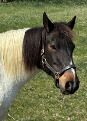 Picture of Chesney