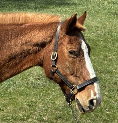 Picture of Baltizar
